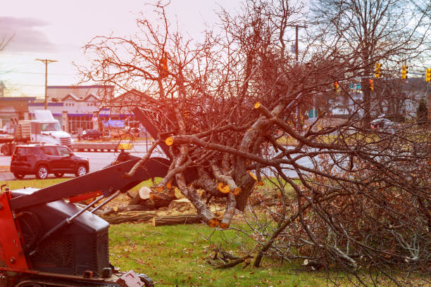 Best Tree Risk Assessment  in Granite Hills, CA
