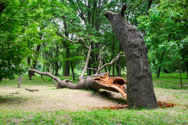 Best Tree Preservation Services  in Granite Hills, CA