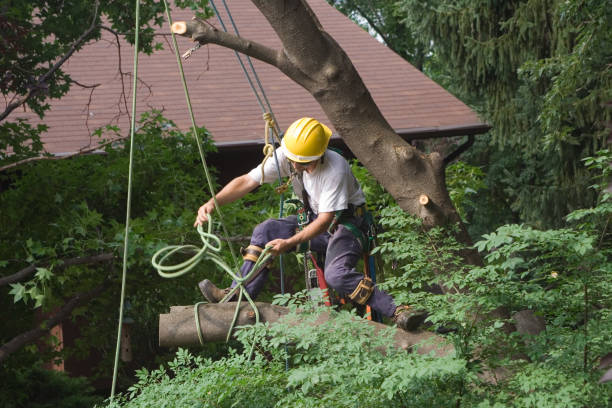 Best Firewood Processing and Delivery  in Granite Hills, CA