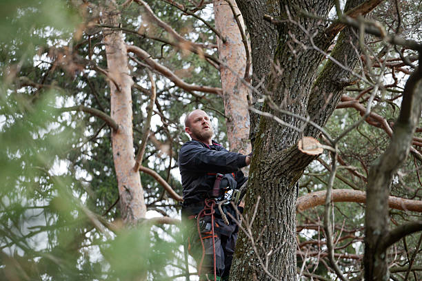 Reliable Granite Hills, CA Tree Care Solutions