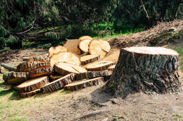How Our Tree Care Process Works  in  Granite Hills, CA